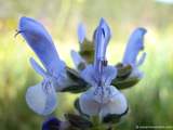 foto de flor de planta silvestre labiada Salvia Verbenaca L., labiatae, Salvia , Gallocresta (E.), Wild clary , Sage (I.), Eisenkraut-Salbei (A.), Sauge fausse verveine (F.), Salvia minore (It.), Salvia (P.), con tama�o de 160X120; ver distintas medidas disponibles a la derecha